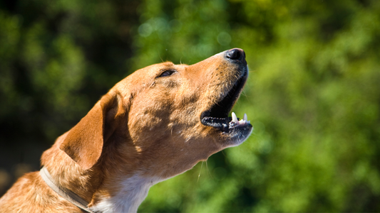 Dogs and Fireworks: How to Keep Your Pup Safe and Calm This 4th of July