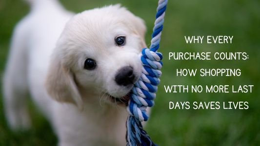Why Every Purchase Counts: How Shopping with No More Last Days Saves Lives
